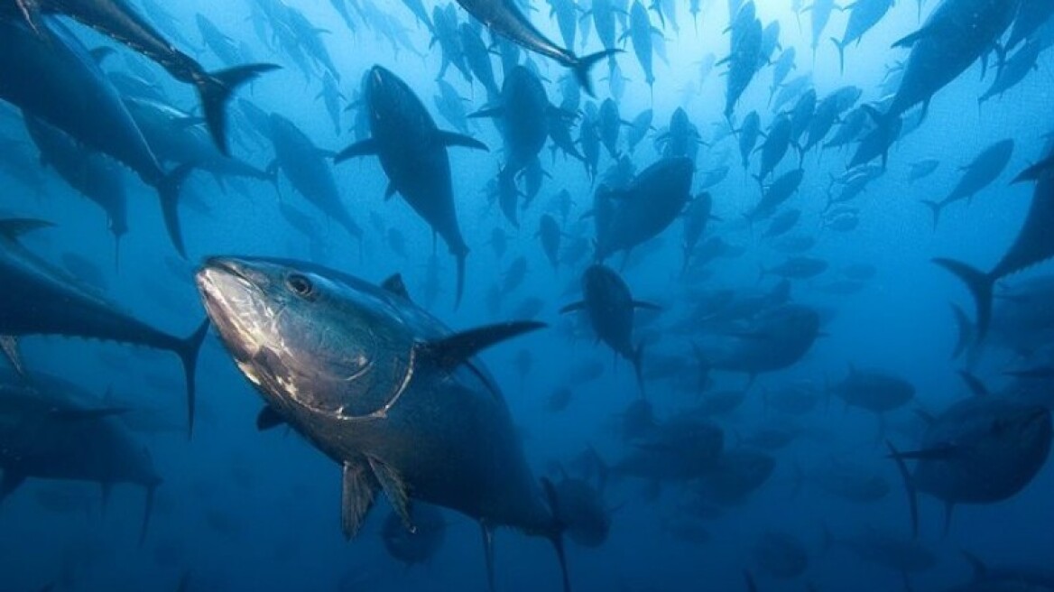 Η WWF κρούει τον κώδωνα: Η Μεσόγειος απειλείται να μείνει χωρίς ψάρια εξαιτίας της υπεραλίευσης