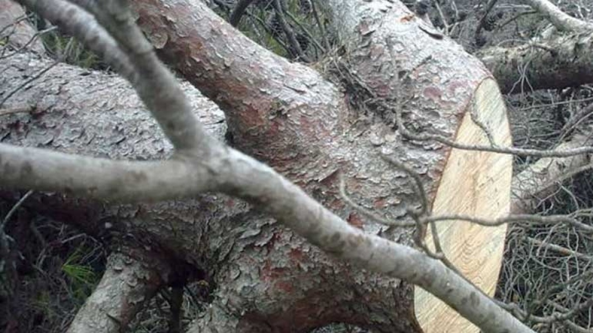 Τραγωδία στην Πέλλα: 66χρονος καταπλακώθηκε από δέντρο και πέθανε