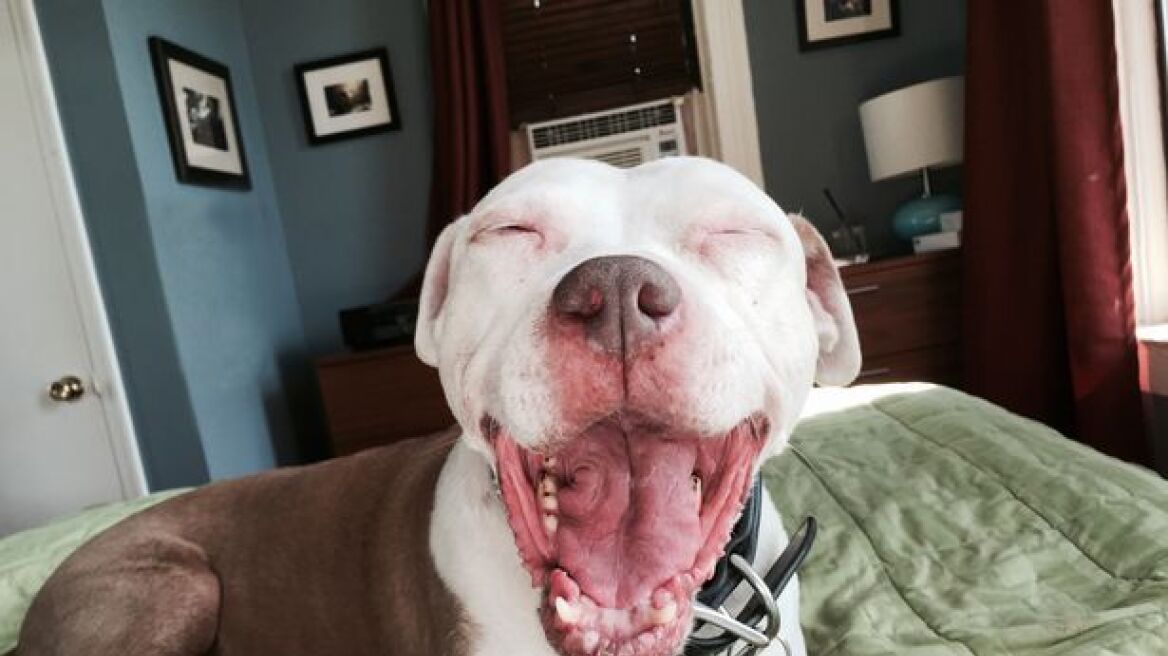 Αυτό είναι το πιο ευτυχισμένο σκυλί στον κόσμο