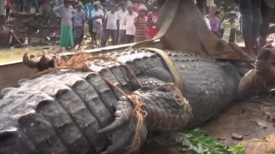 Monster crocodile in Sri Lanka! (video)