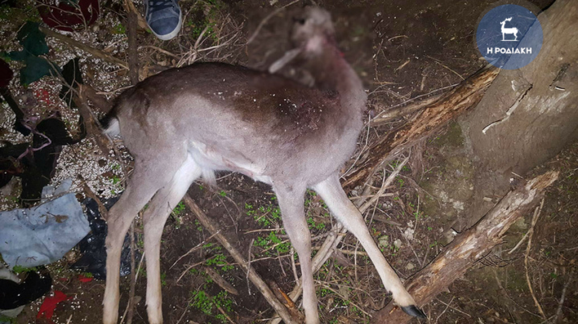 Ρόδος: Σκότωσαν 14 ελάφια σε δασική περιοχή 