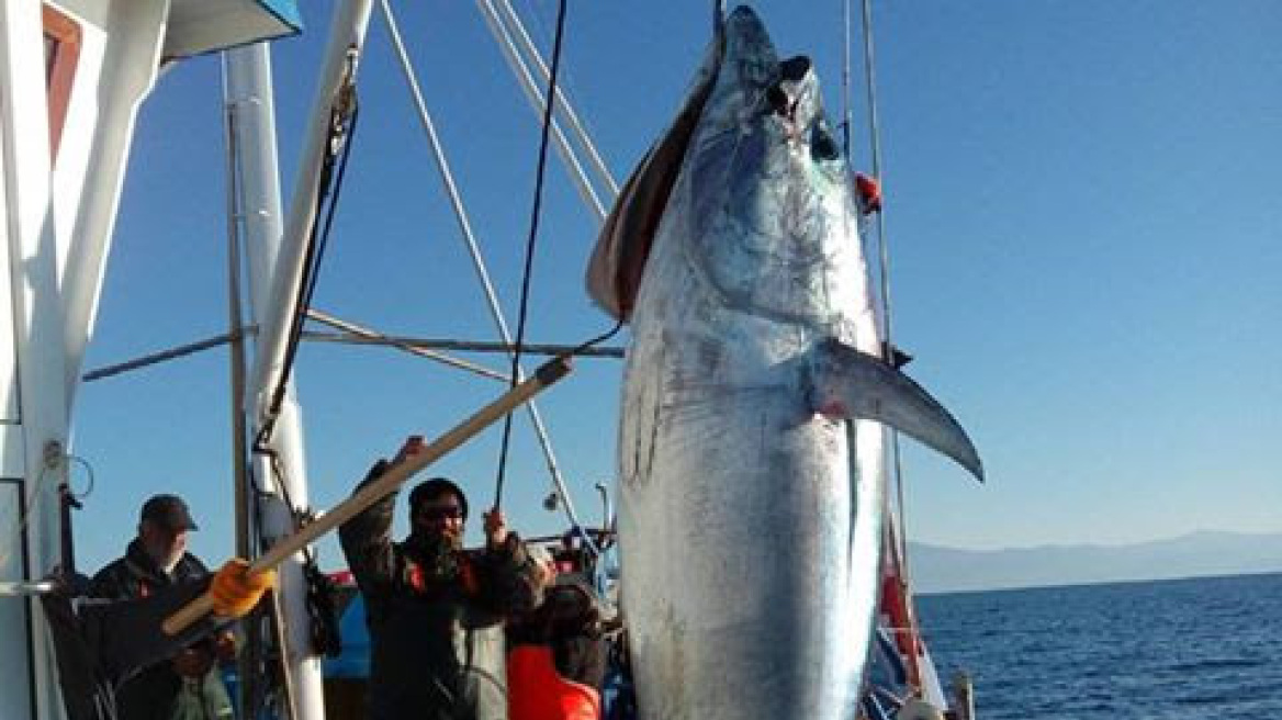Χριστουγεννιάτικο «δώρο» της θάλασσας: Ψαράδες έβγαλαν τόνο 185 κιλών!