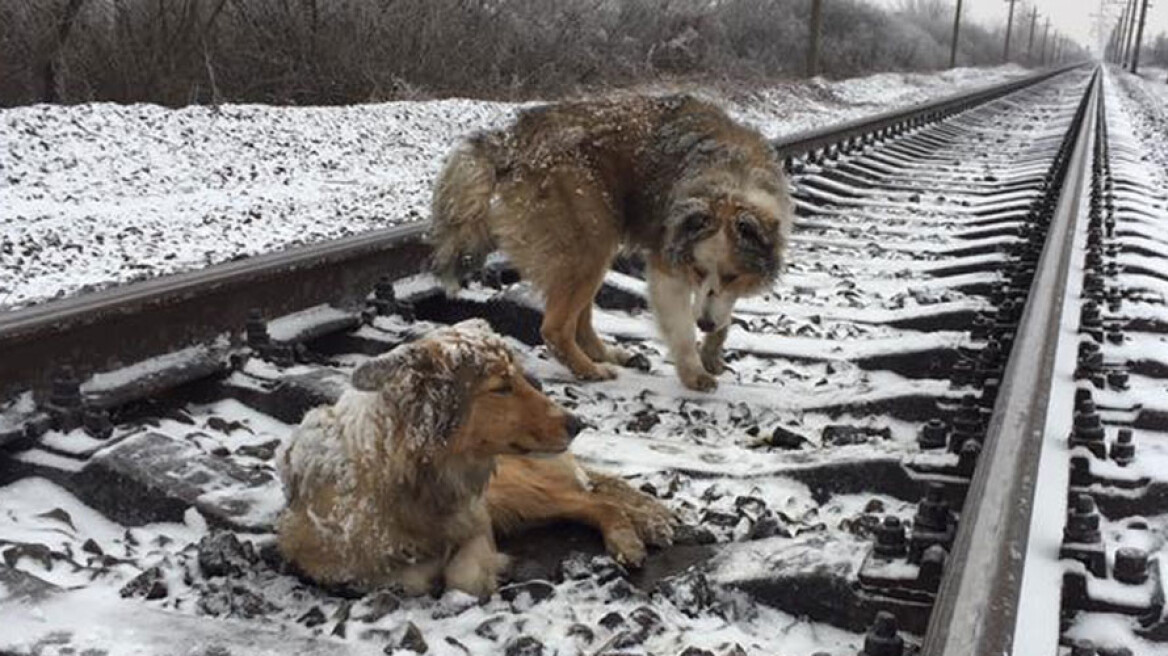 Βίντεο: Σκύλος κράτησε ζεστή δύο ημέρες την τραυματισμένη φίλη του πάνω σε ράγες τρένου 