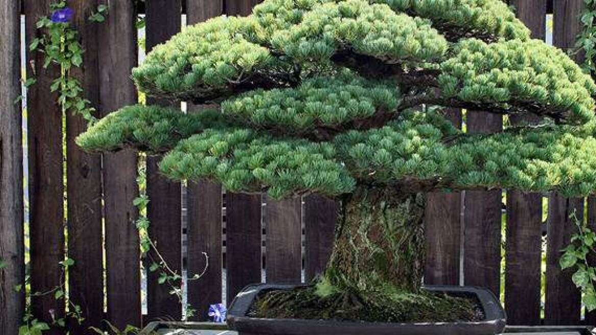 A 391 year old Bonsai tree with a story to tell… (PHOTOS)