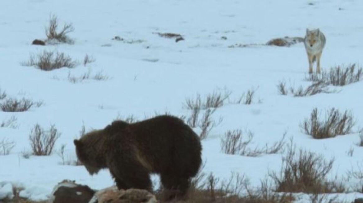 Βίντεο: Πεινασμένη αρκούδα εναντίον αγέλης κογιότ... σημειώσατε ένα