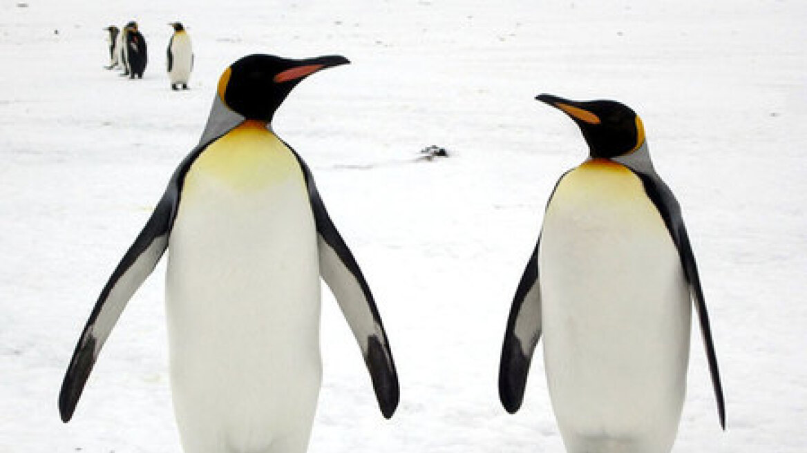 Γερμανοί γιατροί συμβουλεύουν: Να περπατάτε στον πάγο σαν πιγκουίνοι για να μην πέσετε!