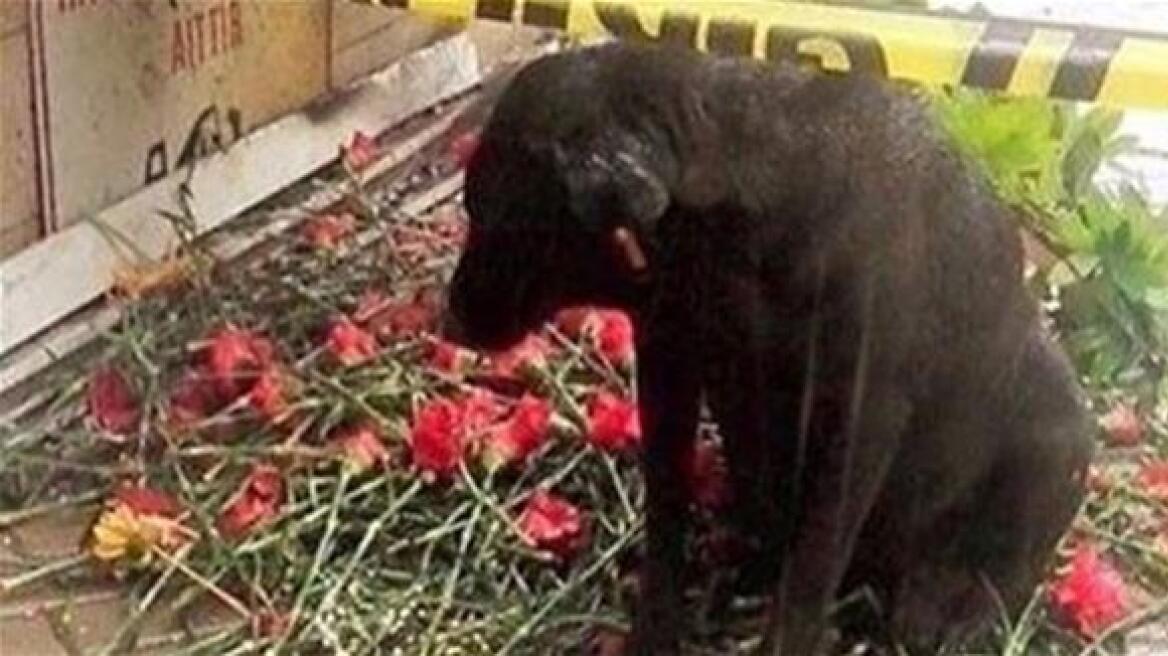 Ο σκύλος του αστυνομικού που σκοτώθηκε στην βομβιστική επίθεση της Σμύρνης τον περιμένει να «γυρίσει»