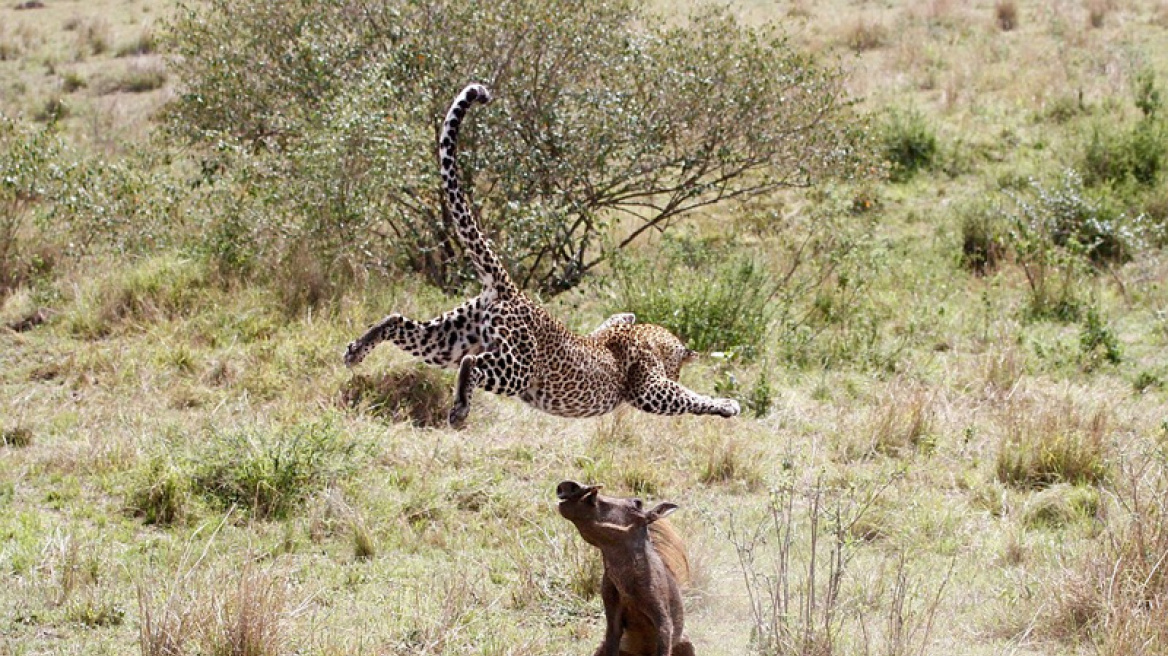 Τα τέλεια «κλικ» από επίθεση εγκύου λεοπάρδαλης σε αγριόχοιρο
