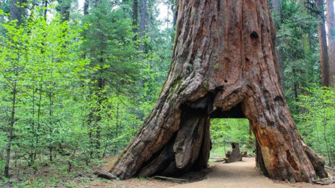 Καλιφόρνια: Καταιγίδα έριξε ένα από τα πιο διάσημα δέντρα στον κόσμο
