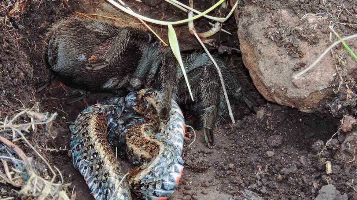 Φωτογραφίες: Τεράστια ταραντούλα κατασπαράζει φίδι 40 εκατοστών!