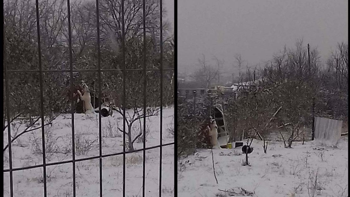 Κτηνωδία στη Δράμα: Άφησε τον σκύλο του να βρει φρικτό θάνατο στα χιόνια