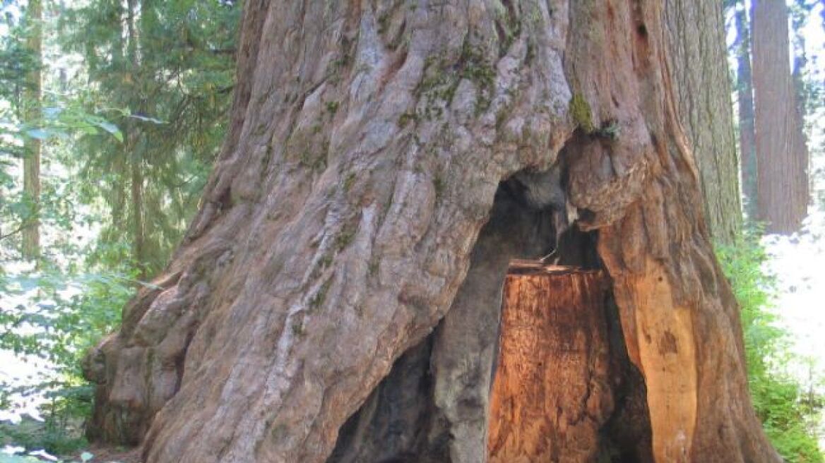 California’s historic ‘drive-through’ tree has fallen down