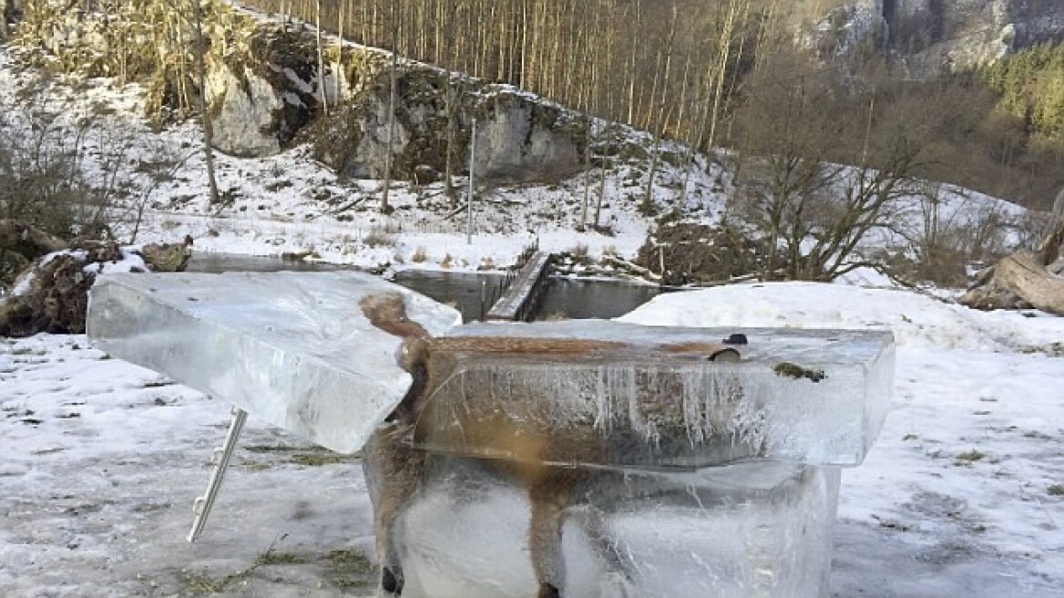 Φονική κακοκαιρία σαρώνει την Ευρώπη - Έβγαλαν παγωμένη αλεπού από τον Δούναβη