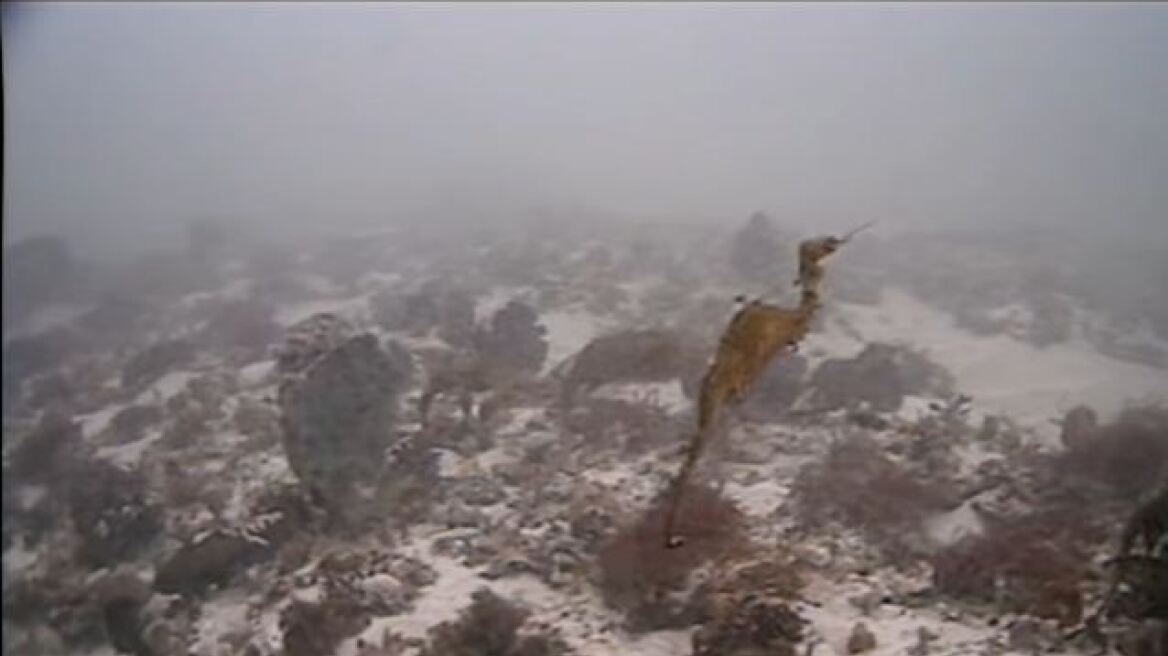 Βίντεο: Κάμερα κατέγραψε για πρώτη φορά σπάνιο θαλάσσιο δράκο