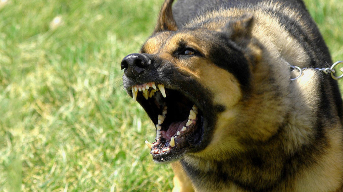 Απίστευτης αγριότητας επίθεση σκύλου σε 30χρονο: Αστυνομικοί έψαχναν να βρουν τα αυτιά του