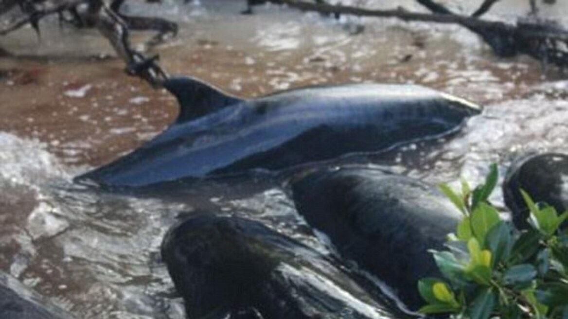 Περισσότερα από 95 δελφίνια εξώκειλαν στις ακτές της Φλόριντα