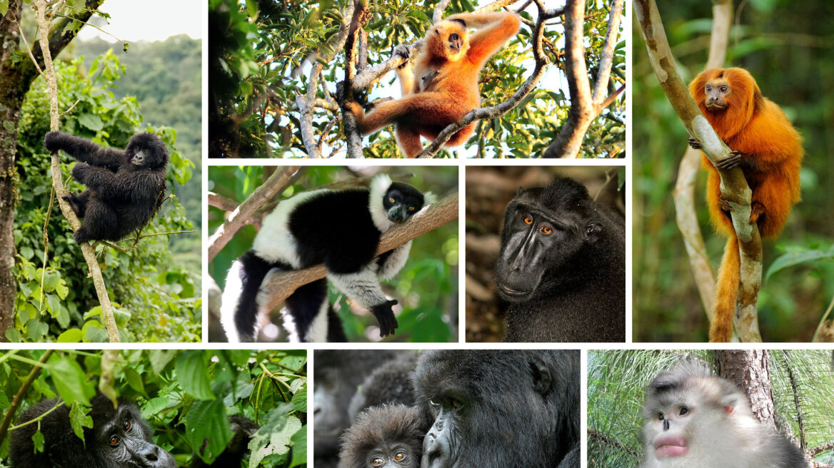 Σχεδόν δύο στα τρία είδη πιθήκων και μαϊμούδων απειλούνται με εξαφάνιση 
