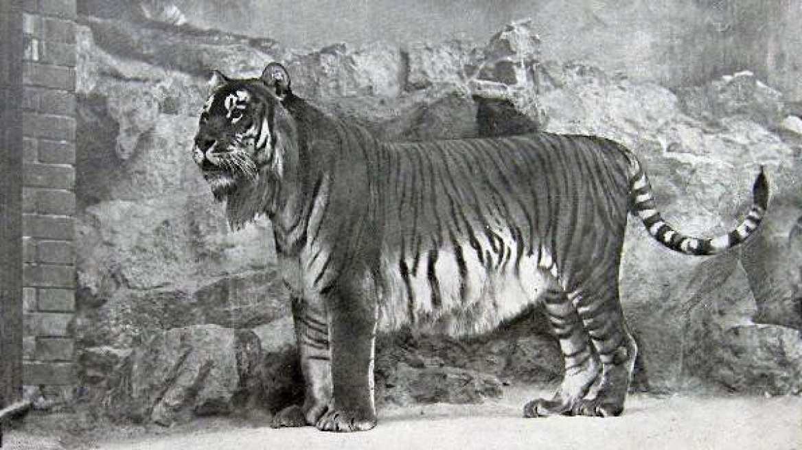 Scientists want to bring Caspian tiger back to life
