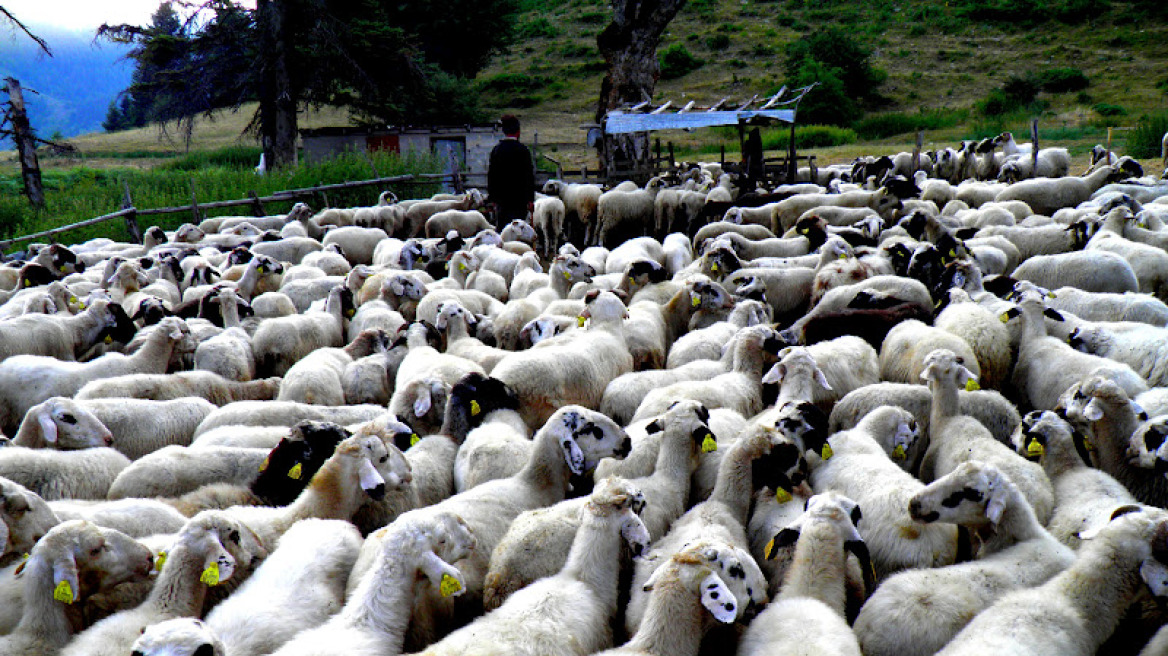 Οι κτηνοτρόφοι προειδοποιούν: Με το «κιάλι» θα βρίσκετε φέτος το Πάσχα ελληνικά αρνιά
