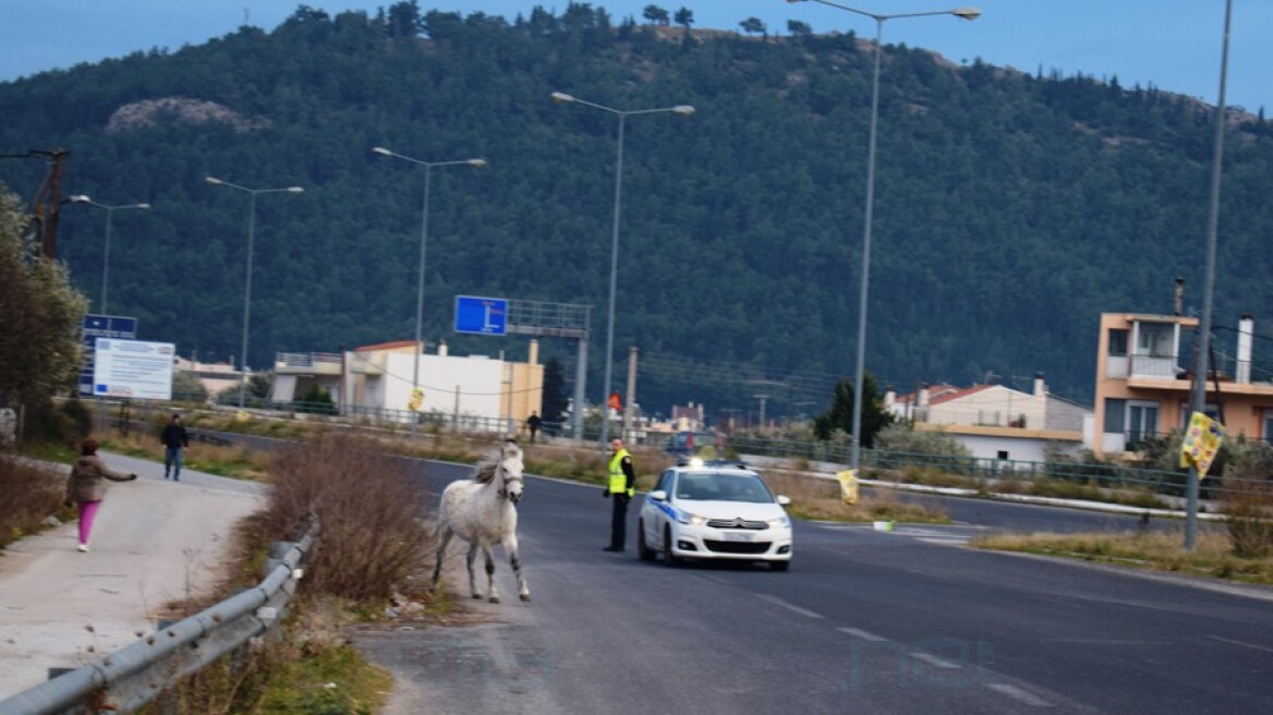 Άλογο προκάλεσε ατύχημα με τέσσερα αυτοκίνητα στη Μεσσηνία
