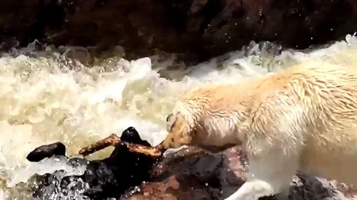Απίστευτο βίντεο: Λαμπραντόρ σώζει τον φίλο του από τα ορμητικά νερά ποταμού