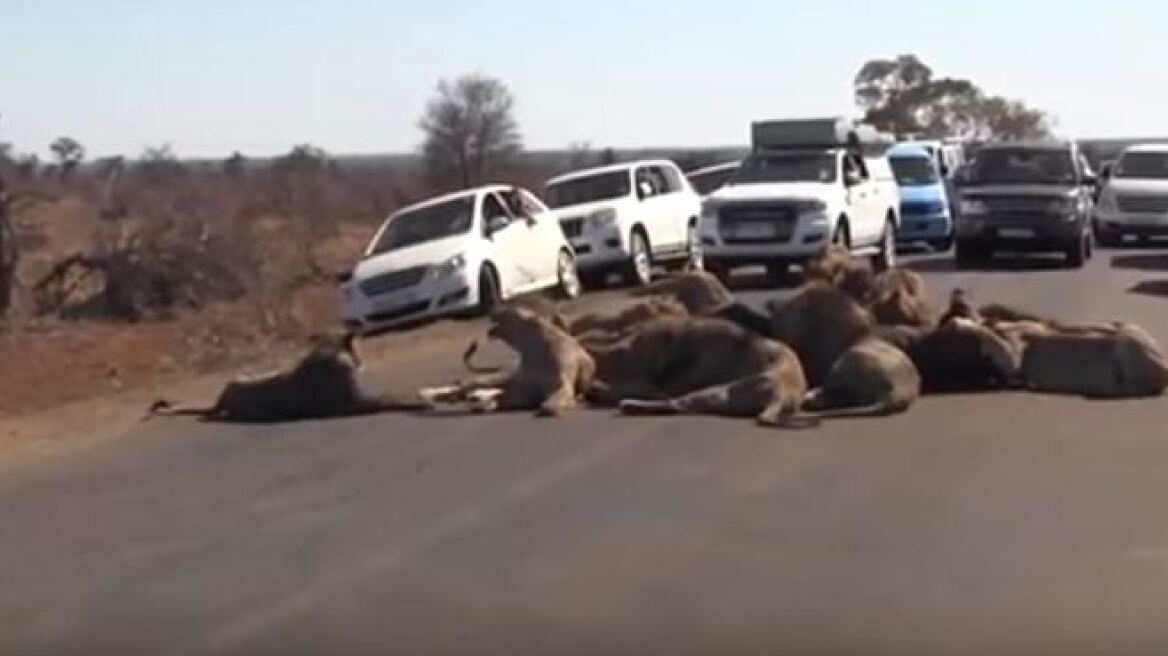Βίντεο: Δείτε πώς το γεύμα μιας αγέλης λιονταριών προκάλεσε... κυκλοφοριακή συμφόρηση