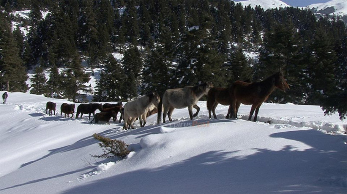 Βίντεο: Η ΕΜΑΚ απεγκλώβισε άλογα από το χιόνι στα βουνά της Πίνδου