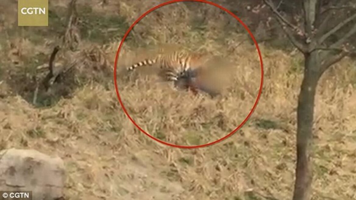 Man mauled by tigers at zoo in front of wife and kid (warning: distressing video)