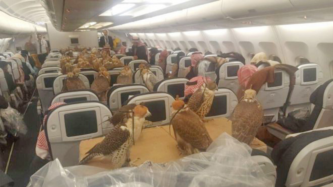Απίστευτη φωτογραφία: 80 αρπακτικά πτηνά ταξιδεύουν με το αεροπλάνο της γραμμής