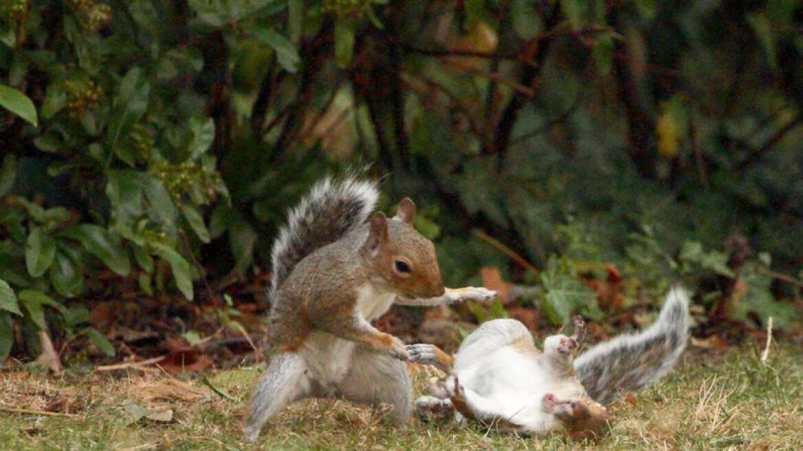 Απίστευτη μάχη από «κουνγκ-φου» σκίουρους για λίγα καρύδια