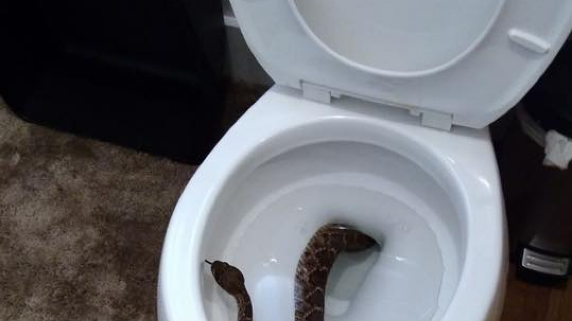 A Texas kid spotted a rattlesnake in the toilet, then the snake-removal crew found 23 more! (PHOTOS)