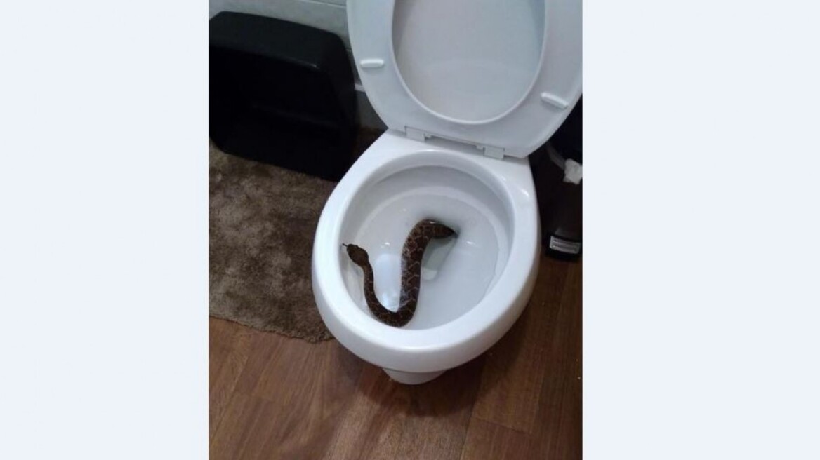 Τέξας: Βγήκε ένα φίδι από την τουαλέτα του σπιτιού τους! 