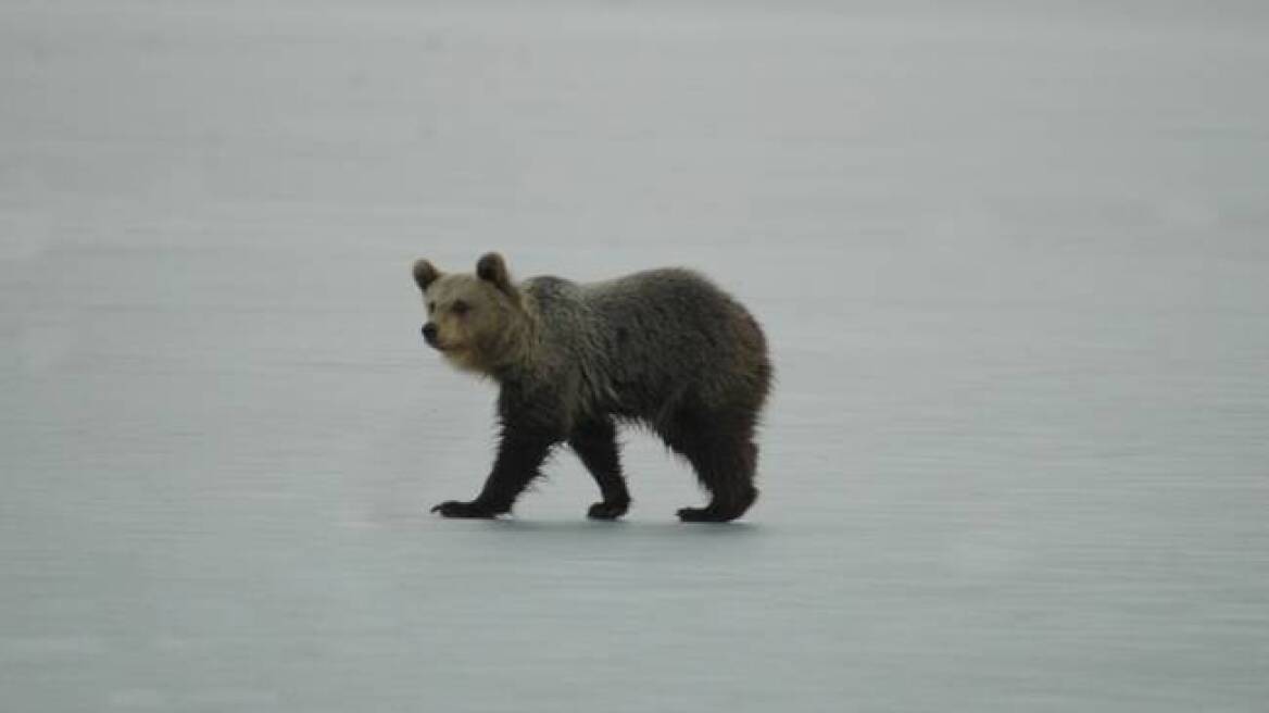Φωτογραφίες: Αρκουδάκι έκανε βόλτες επί ώρες πάνω στην παγωμένη λίμνη της Καστοριάς
