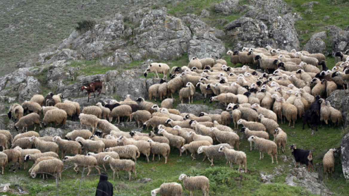 1,68 εκατ. ευρώ στους κτηνοτρόφους των νησιών του Αιγαίου