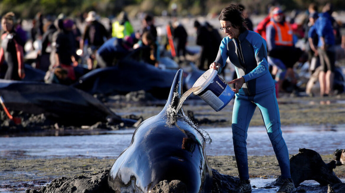 Over 400 whales stranded on New Zealand beach (photos-video)