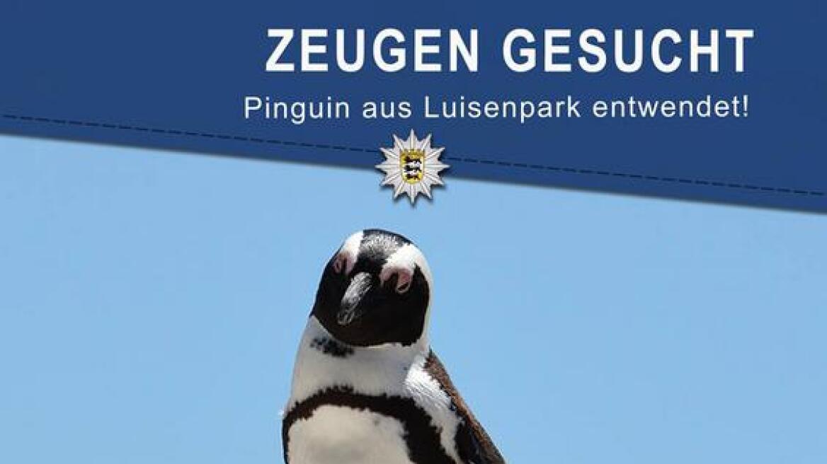 Συναγερμός στη γερμανική αστυνομία για έναν... πιγκουίνο!