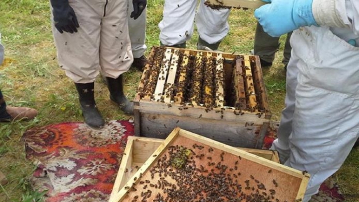 Σύγκρουση Bayer – ΕΕ για τις μέλισσες
