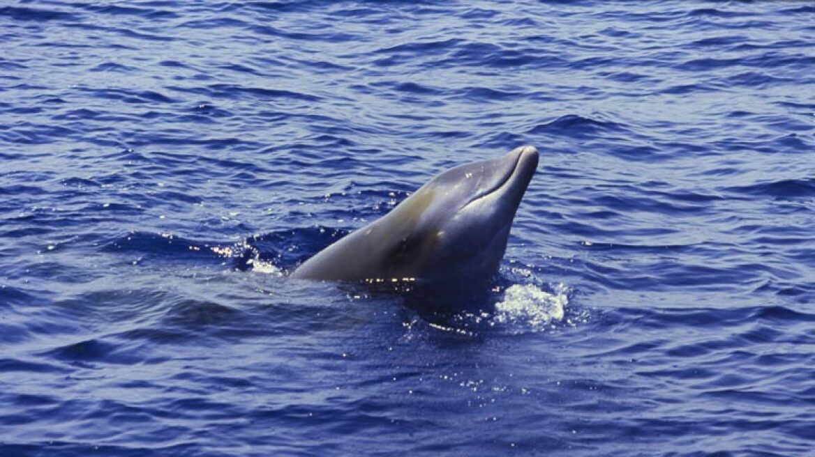 Βίντεο: Σπάνιο είδος φάλαινας στην Ικαρία