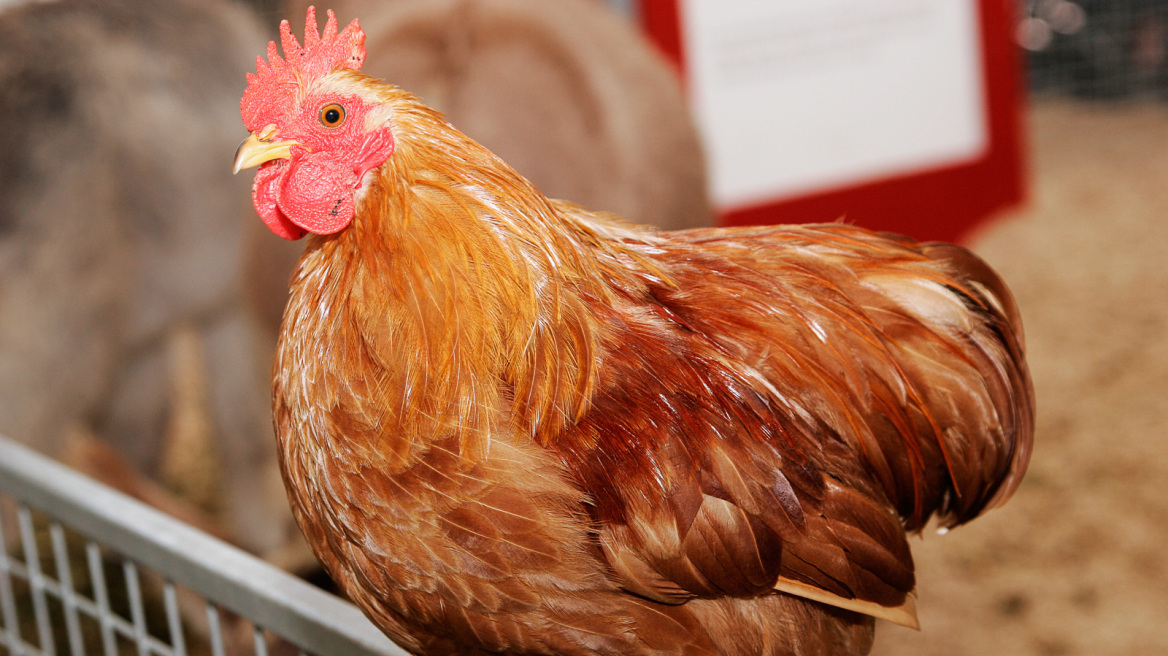 Οι δημιουργοί της «Ντόλι» τροποποίησαν κοτόπουλα για να γεννήσουν αυγά από σπάνιες ράτσες πουλερικών