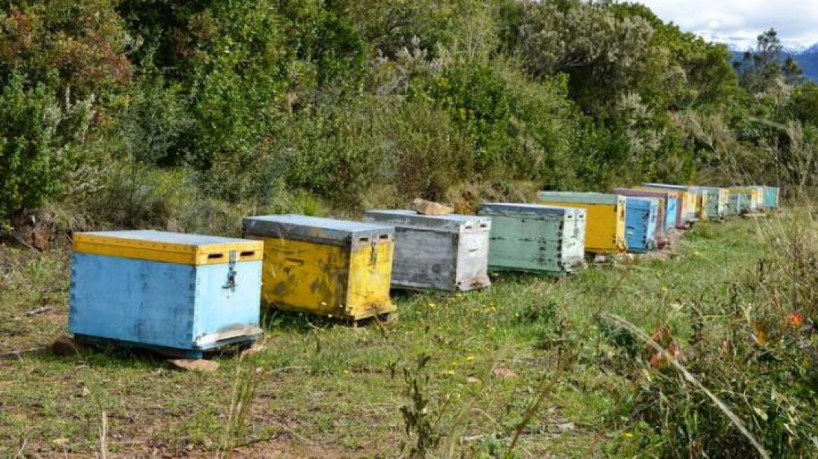 Έβρος: Σε απόγνωση οι μελισσοκόμοι  - Η ξηρασία και η παγωνιά κατέστρεψε τα μελίσσια