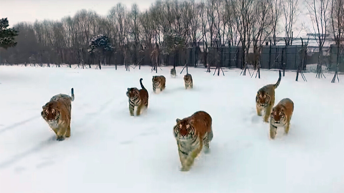 Tigers attack drone (video)