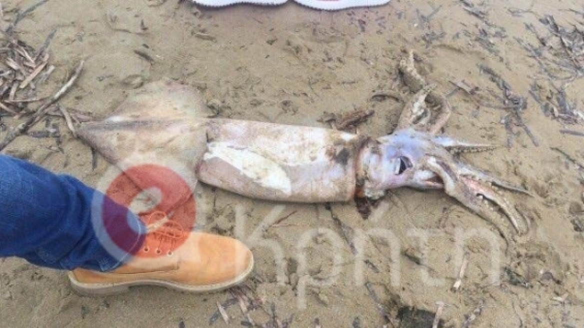 Βρήκαν καλαμάρι πάνω από ένα μέτρο στην παραλία του Ρεθύμνου 