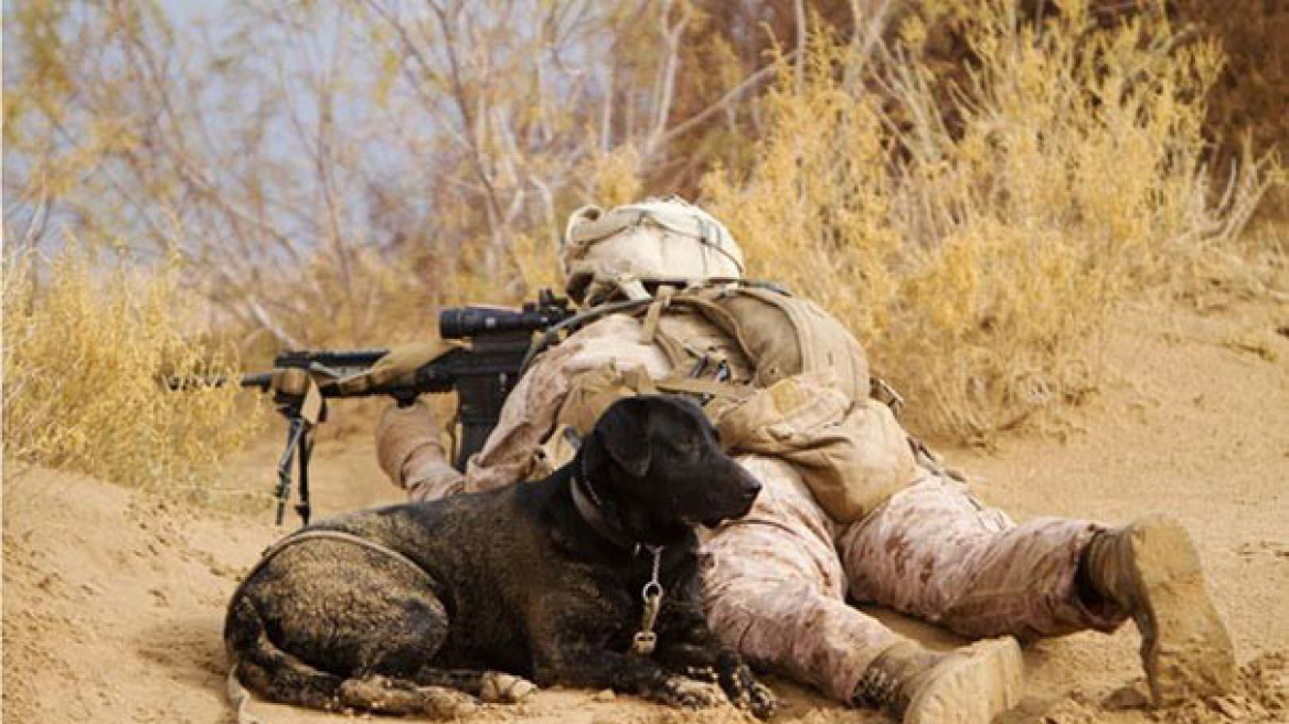 Φωτογραφίες: Οι σκύλοι είναι οι καλύτεροι σύντροφοι και στον πόλεμο