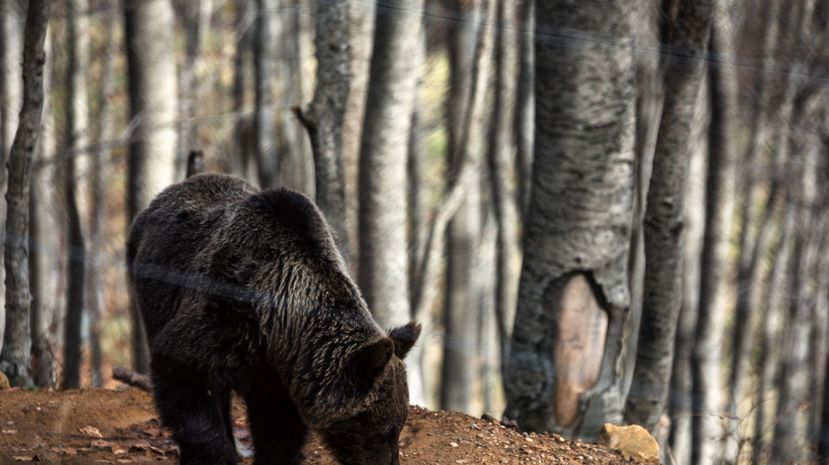 Εικόνες: Η άνοιξη ξύπνησε τις αρκούδες στο Νυμφαίο 