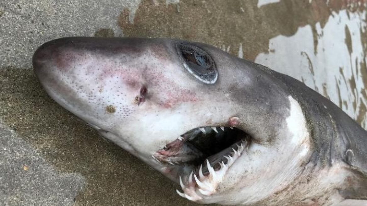 Σπάνιος καρχαρίας-κροκόδειλος εμφανίστηκε για πρώτη φορά σε ακτή της Βρετανίας