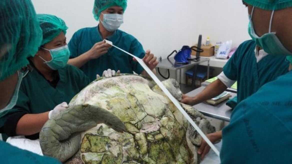 Θαλάσσια χελώνα κατάπιε 915 νομίσματα που της πέταξαν τουρίστες για... γούρι