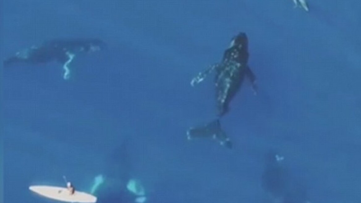 Βίντεο: Εσείς πώς θα νιώθατε αν κάνατε κωπηλασία και περνούσαν από κάτω σας φάλαινες;