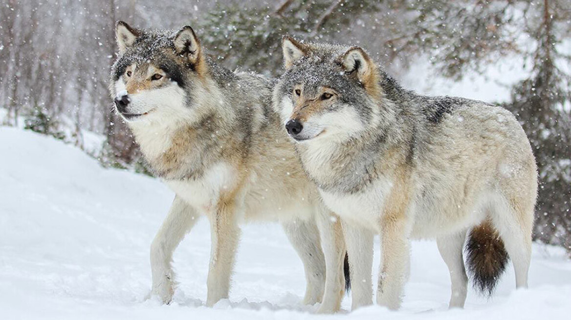 Σάλος στη Νορβηγία: Με νέο νόμο θα σκοτώνουν τους λύκους για... ψυχαγωγία