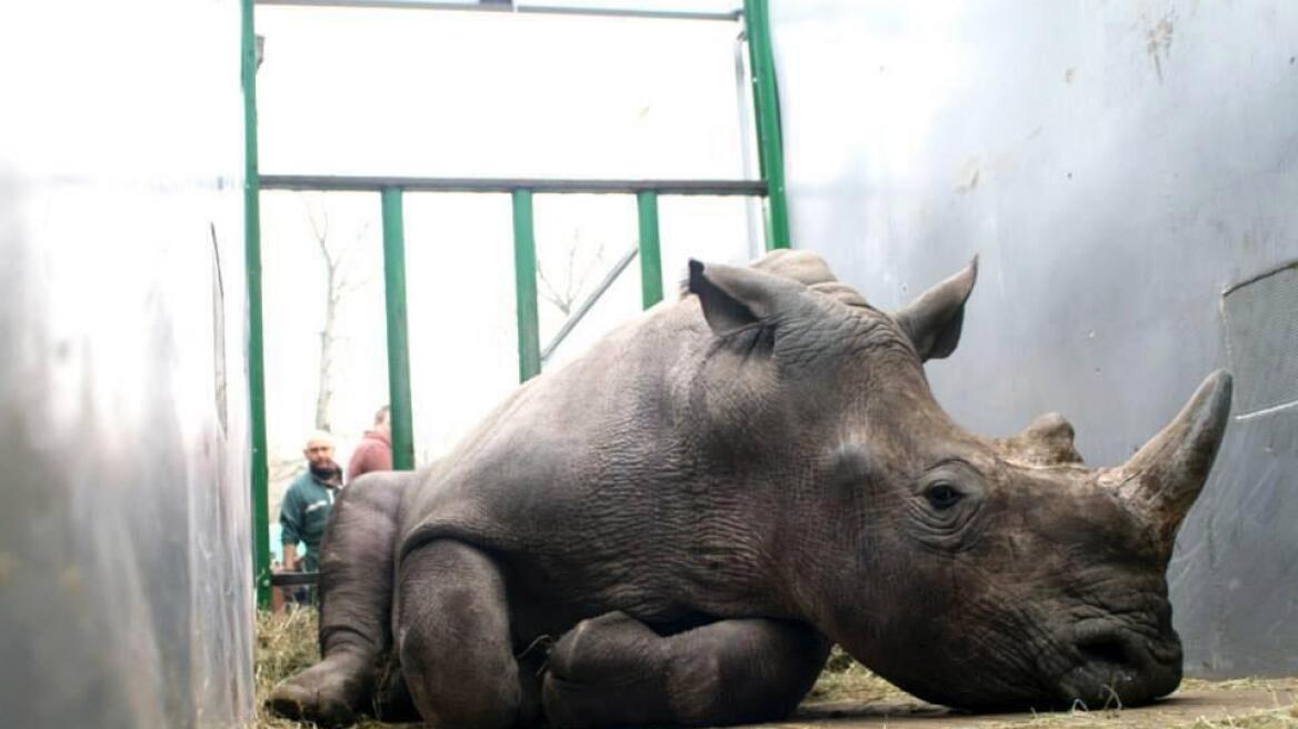 Γαλλία: Λαθροθήρες σκότωσαν ρινόκερο και του έκοψαν το κέρατο μέσα σε ζωολογικό κήπο!
