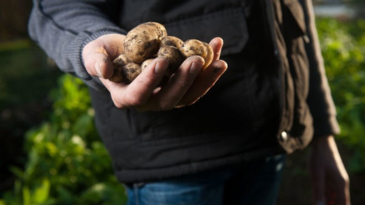Περού: Επιστήμονες καλλιέργησαν πατάτες σε συνθήκες παρόμοιες με του πλανήτη Άρη